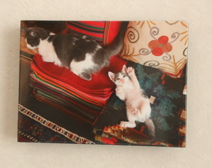 写真 トルコ イスタンブール 猫 親子 木製パネル加工 八つ切りサイズ