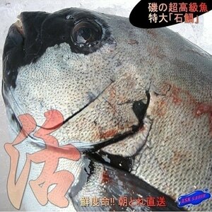 【巨大】磯の超高級魚「活石鯛1.5kg前後（キロ売り、代引発送）」不定貫商品、山陰境港産