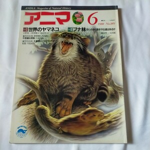 アニマ　1988年6月号 No189