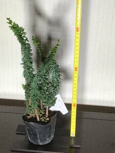 石化檜　ヒノキ　４本　ポット植　①