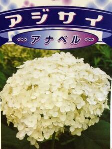 アナベル 紫陽花 あじさい 苗