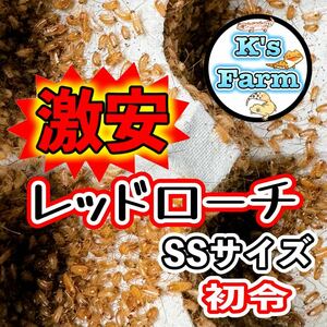 期間限定SSサイズ初令 400匹(死着保証 込み） レッドローチ ①