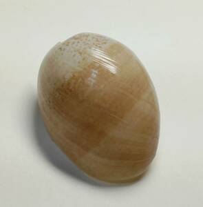 貝の標本 Bulla ampulla 55mm.Rare color 