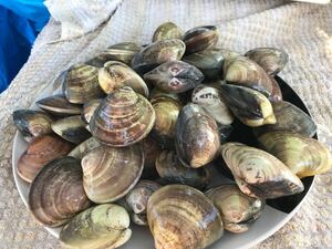 3【国産】 活はまぐり（中）2.5kg●鮮度抜群！ お歳暮 お年賀 高級 ギフト 贈り物 景品 内祝 手土産 大量 賞品 お正月 お年玉 御歳暮