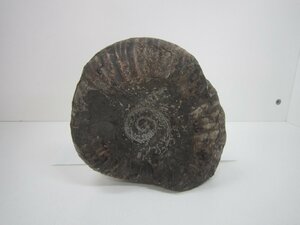 【古代 化石】アンモナイト 化石 最長サイズ22cm 重量4.65kg