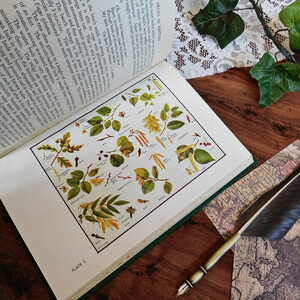 +..。*゜+ 1946年　英国の樹木類の紹介　古書　木　ボタニカルイラスト豊富　アンティークブック　ヴィンテージ本　洋書　古書　イギリス