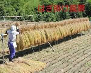令和5年南信州産　はざ掛け米　特別栽培米【ゆうだい21】玄米24Ｋｇ