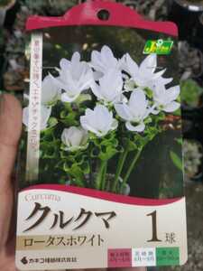 【即決】クルクマ　ロータスホワイト　１球入り　【第４種郵便送料無料】