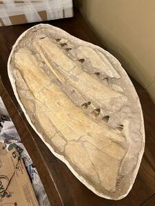 50kgオーバー！博物館クラス！モササウルス（プログナトドン）の顎と歯【Prognathodon sp.】【52.7ｋg】モロッコ王国産/牙/化石/恐竜