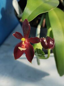 ★★洋蘭★★ Phal. cornu-cervi var. chattaladae