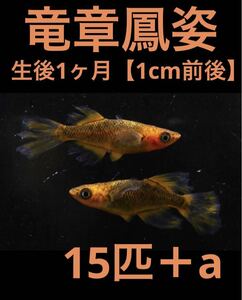 沖ちゃんメダカ　約1cm【送料無料】　稚魚　竜章鳳姿　リアルロングフィンの稚魚 15匹　極上　1ヶ月半