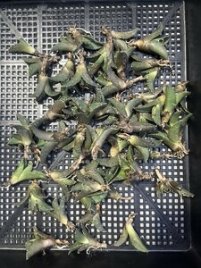 No:D62多肉植物アガベ チタノタ 凱撒 シーザー agave titanota caesar 中小株 50株