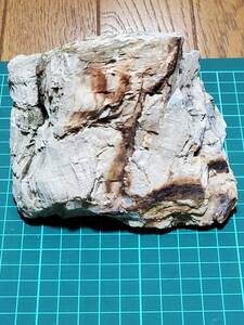 木の化石1