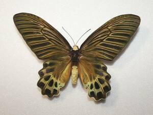 蝶 （標本） オオハゲタカアゲハ　 野外品 A－ ♀ 特大 開長１５４ｍｍ 