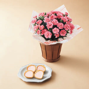 母の日専用 花 メッセージカード付 カーネーション鉢植え オスカーピンク4号と苺のワルツあまおうチョコタルトのセット 24-6705-044