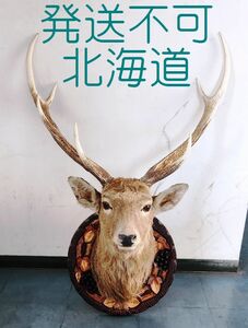 ☆発送不可（北海道在住）　角が立派！エゾシカ（鹿 シカ ） 剥製 標本 ハンティングトロフィー 壁掛け　※現状渡し