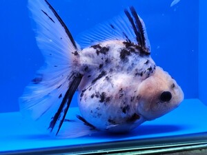 ②キャリコオランダ獅子頭　約13cm　タイ産　状態がいい金魚です。写真の生態をお届けします。