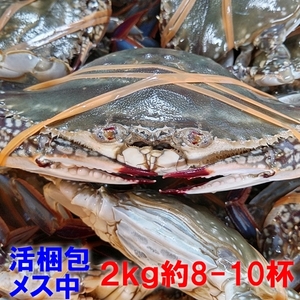 【時期初め内子確率高めです】活梱包発送 「ワタリガニ メス中２ｋｇ」で8-10杯 渡り蟹 ガザミ ケジャンにも