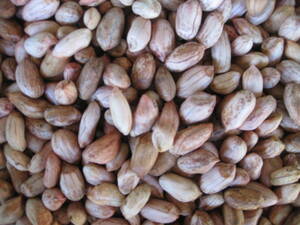 生落花生200g手むき薄皮つきピーナッツ完全無農薬の茨城県産アンチエイジング老化防止・生活習慣病予防/農薬処理した種子は使いません