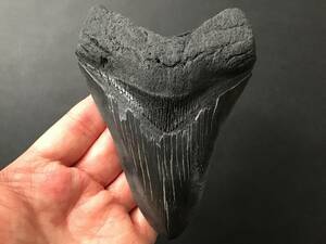 サメ 歯 化石 メガロドン [MG213] サメの歯 鮫の歯 鮫 牙