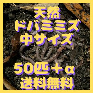 天然 ドバミミズ　50匹+α［中サイズ 約8～10cm］釣りエサ　ウナギ釣り ペットの餌 静岡県伊豆産