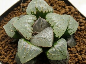 ■[W076]Absolute Zero×クイーンマリリン　実生　未繁殖　ヤマト運輸 【多肉植物　Haworthia　ハオルチア　ハオルシア】