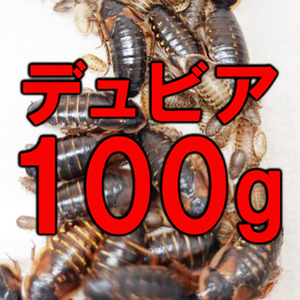 【送料無料】デュビア 幼虫～成虫 100ｇ(全サイズMIX)