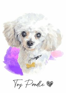 ポストカード【 TOY POODLE / トイプードル 】イラスト アート 水彩画風 パステルカラー はがき -3