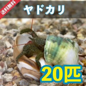 【20個＋α】ヤドカリsp　兵庫産　シッタカ　コケ取り貝