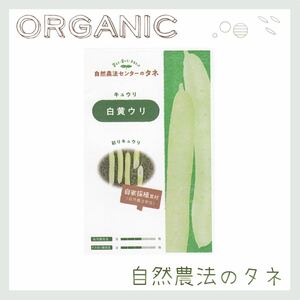 【白黄ウリ】 国内育成・採取 家庭菜園 種 タネ きゅうり 野菜 胡瓜