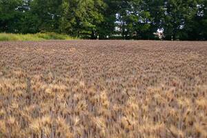紫もち麦　4㎏　炭素循環農法・安心の無農薬／無肥料栽培 送料無料
