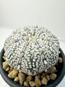 Astrophytum asterias (Star Shape) アストロフィツムスーパー兜スターシェイプ （ヒトデ型） 輸入株 実生 抜き苗は送料込◎ランポー　希少