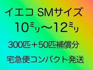 10〜12ミリ300匹＋50匹補償分　イエコオロギ