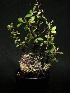 丸型 Fouquieria fasciculata フォークイエリア ファシクラータ　検）プルプシー　コルムナリス　パキプス　多肉植物 塊根植物 グラキリス