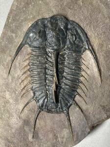 オレノイデス・トリスピヌス　カンブリア紀最希少三葉虫の完全体化石　８センチオーバーの超大型個体！　ユタ州産