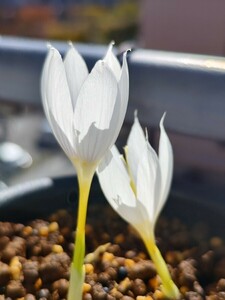 【原種クロッカス 球根】Crocus vallicola 