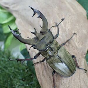 【Sparkle Beetle】ルニフェルミヤマ(シスネリ産)♂77mm♀45mmペア(ミヤマクワガタ)