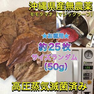 高圧蒸気滅菌済み沖縄県産無農薬モモタマナ　お徳用！サイズランダム50g（20cm程の葉が約25枚相当量）マジックリーフ