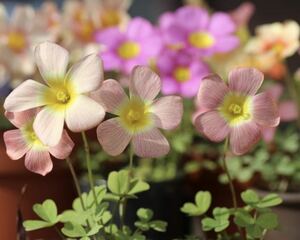 本日から球根の出品 Oxalis obtusa moonrise 目玉焼きカラー♪(#^.^#) 球根3球 