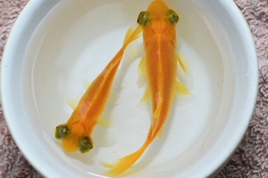 【猫飯】レア品種！！出目レモン和金　約６センチ・２匹　　　①　金魚　川魚　　現物