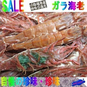 2箱、珍味な海老!! 「ガラ海老1kg」境港自慢の逸品（活または活冷凍）