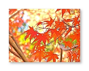 オリジナルフォトポストカード 2012/11/08 箱根 紅葉