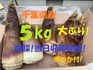 売切数量2! お得5kg 送料無料! 千葉県産 朝採! ぬか付 大ぶり やわらかい 筍 美味しい! 天然物 タケノコ 当日収穫発！