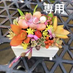 そのまま飾れる多肉植物寄せ植え　アメジスチム入　ミニテーブル鉢　管理書付