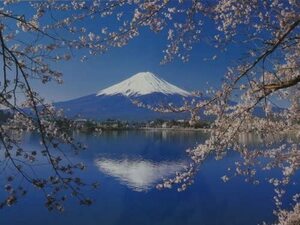 富士山　写真ポスター　桜