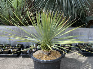 ユッカ ロストラータ 選抜品種 サファイアスカイズ 国内実生株 Yucca Rostrata 