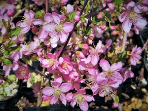 果実食用可[淋生梅] ニワウメ　花芽多数　DD・珍品・花木・山野草