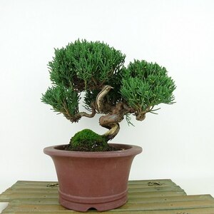 盆栽 真柏 樹高 約18cm しんぱく Juniperus chinensis シンパク ヒノキ科 常緑樹 観賞用 小品 現品