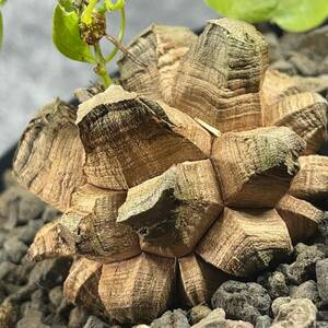 【鉢ごと発送】アフリカ型 亀甲竜 / Dioscorea elephantipes / 4号鉢 / 塊根・多肉植物【現品】 24-4-18-09