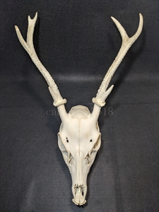 【白角】雄鹿の頭骨 20220917 オス シカ インテリア スカル トロフィー 骨格標本 頭蓋骨 頭骨標本 鹿の角 鹿角 角 ツノ 鹿 頭 骨